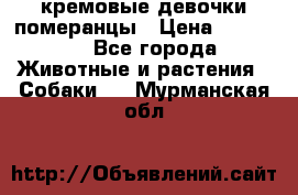 кремовые девочки померанцы › Цена ­ 30 000 - Все города Животные и растения » Собаки   . Мурманская обл.